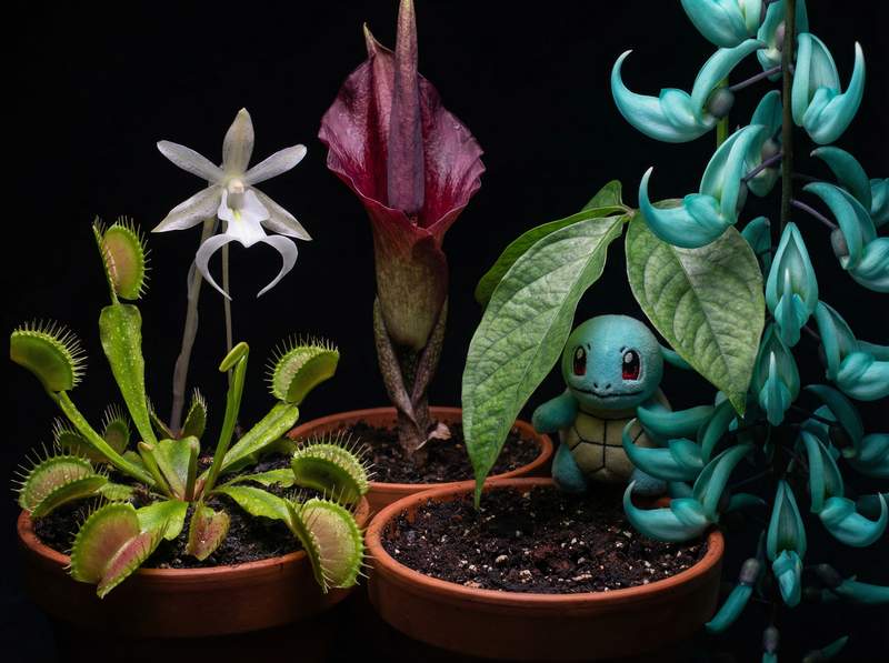 麻豆视频植物视频-麻豆视频植物视频：全球稀有植物视频大赏